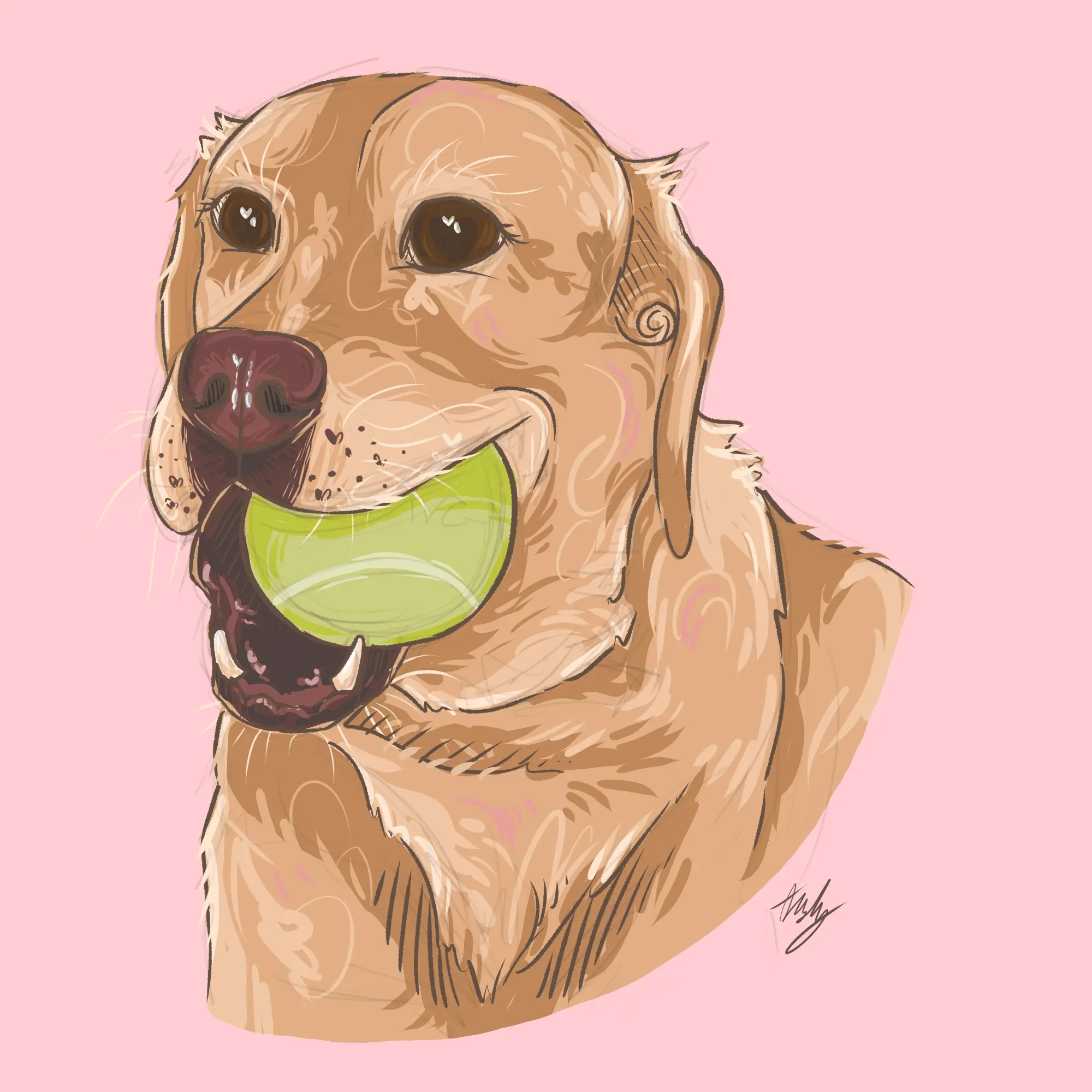 A golden labrador holding a tennis ball in her mouth